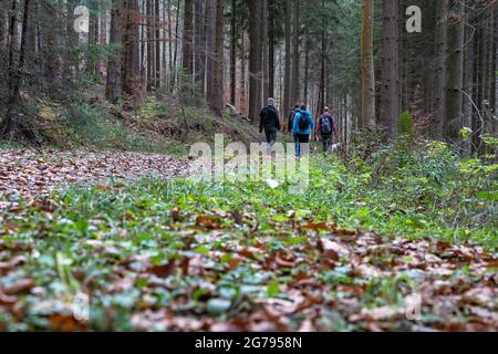 Europa, Deutschland, Baden-Württemberg, Schwäbischer Wald, Spiegelberg, Wandergruppe auf einem Waldweg im Schwäbischen Wald Stockfoto