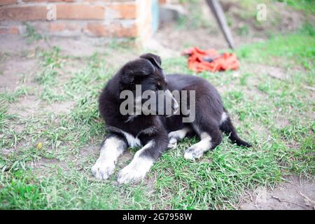 Schwarzer Hund. Hund auf dem Gras. Erwachsener reinrassig niedlichen Hund im Frühjahr oder Sommer, auf dem Gras liegen, auf dem Rasen auf dem Gras in der Sonne. Schaut in die DIS Stockfoto
