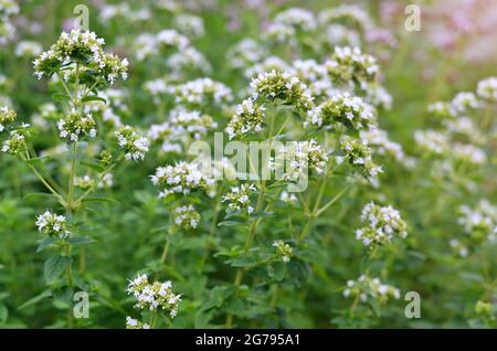 Weiße Blüten von Oregano als Sorte der Gattung Oregano sind eine würzig-aromatische und Heilpflanze. Stockfoto