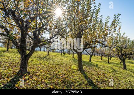 Europa, Deutschland, Baden-Württemberg, Esslingen, Obstwiese bei Esslingen Stockfoto
