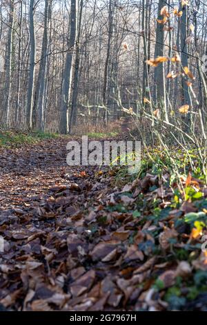 Europa, Deutschland, Baden-Württemberg, Schwäbische Alb, Neuffen, Sonniger Waldweg auf dem Premium-Wanderweg 'hochgehkeltert' am Albtrauf Stockfoto