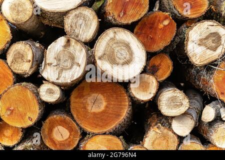 Europa, Deutschland, Baden-Württemberg, Region Schönbuch, Holzstapel mit frisch gefällten Bäumen Stockfoto