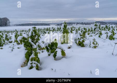 Europa, Deutschland, Baden-Württemberg, Heckengäu, Aidlingen, Winterlandschaft im Heckengäu Stockfoto