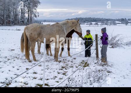 Europa, Deutschland, Baden-Württemberg, Heckengäu, Aidlingen, Junge füttert Pferde im winterlichen Heckengäu Stockfoto