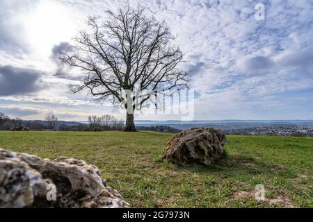 Europa, Deutschland, Baden-Württemberg, Esslingen, Landschaftsschutzgebiet Esslingen, legendäre Katharinenlinde bei Esslingen Stockfoto