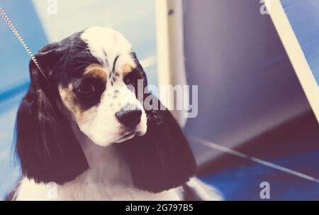 Im selektiven Fokus der entzückenden Welpen Hund englisch Cocker Spaniels .Cross Verarbeitung und Split Ton neue Farbtrend wie Prozess Stockfoto