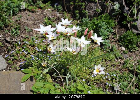 Wilde Tulpen im Kräutergarten des Benediktbeuern-Klosters, gestaltet als Schaugarten, Oase der Ruhe, Zentrum für Umwelt und Kultur, Kasten, Kastenbaum, Weg, Pflastersteine, Brunnen, Stockfoto