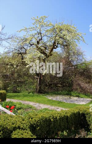 Kräutergarten im Kloster Benediktbeuern, gestaltet als Schaugarten, Kräuterspirale, Meditationsgarten und Oase der Ruhe, Zentrum für Umwelt und Kultur, Apfelbaumblüte, Haus, Schachtel, Kastenbaum, Pfad, Pflastersteine Stockfoto