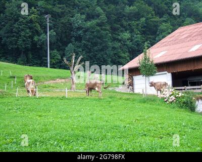 Einige Kühe stehen auf einer grünen Weide vor dem Stall des Hofes. Im Hintergrund sieht man einen Wald Stockfoto