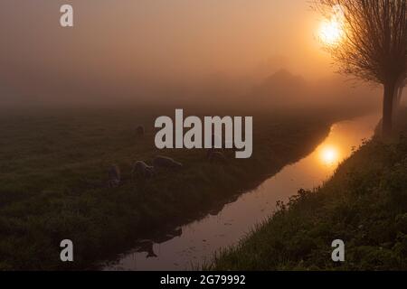 Eindrücke einer Frühjahrswanderung bei Sonnenaufgang und Nebel in Südholland in der Region Alblasserwaard Vijfheerenlanden bei Kinderdijk: Schafe im Hintergrund der aufgehenden Sonne. Stockfoto