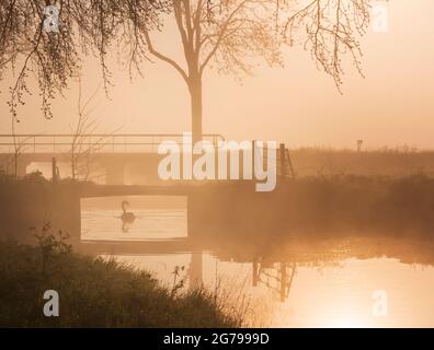 Impressionen einer Frühlingswanderung bei Sonnenaufgang und Nebel in Südholland in der Region Alblasserwaard Vijfheerenlanden bei Kinderdijk: schwan unter einer Brücke, Silhouette Stockfoto