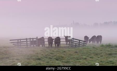 Impressionen einer Frühlingswanderung bei Sonnenaufgang und Nebel in Südholland in der Region Alblasserwaard Vijfheerenlanden bei Kinderdijk: Kühe am Holzzaun. Silhouetten. Stockfoto