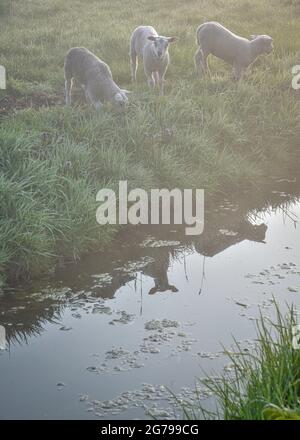 Eindrücke einer Frühlingswanderung bei Sonnenaufgang und Nebel in Südholland in der Region Alblasserwaard Vijfheerenlanden bei Kinderdijk: Drei Schafe spiegeln sich im Wasser Stockfoto