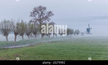 Eindrücke einer Frühjahrswanderung bei Sonnenaufgang und Nebel in Südholland in der Region Alblasserwaard Vijfheerenlanden bei Kinderdijk: Windmühlen und verschmutzte Weiden im Nebel. Stockfoto