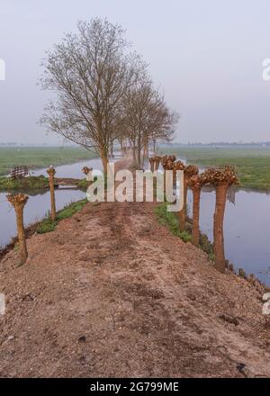 Eindrücke einer Frühjahrswanderung bei Sonnenaufgang und Nebel in Südholland in der Region Alblasserwaard Vijfheerenlanden bei Kinderdijk: 'Tiendweg' mit frisch geschnittenen, bestäubten Weiden. Stockfoto