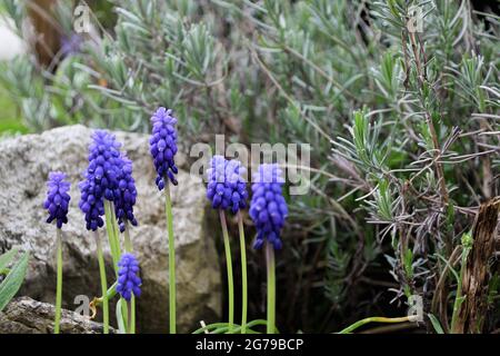 Breitblättrige Traubenhyazinthen (Muscari latifolium) vor Lavendel, Lavendelstrauch Stockfoto