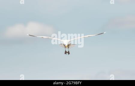 Wunderschöne Möwe schwebt am blauen Himmel Stockfoto