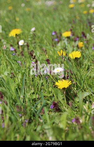 Bunte Frühlingswiese, Blumenwiese mit Gänseblümchen (Bellis perennis) und gemeinen Löwinsen (Taraxacum sect.Ruderalia, Deutschland, Bayern, Oberbayern, Werdenfels, Mittenwald Stockfoto