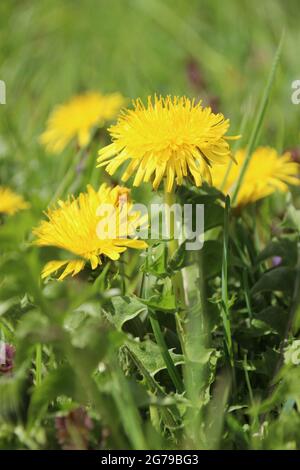 Löchenkerz (Taraxacum sect. Ruderalia), blühend, in Frühlingswiese, Deutschland, Bayern, Oberbayern, Werdenfels, Mittenwald Stockfoto