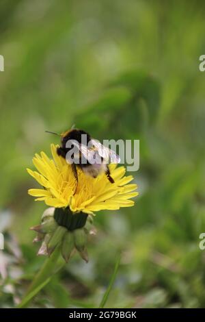 Hummel (Bombus sp.), auf Löchenkrautblüte (Taraxacum sp.), Fütterung Stockfoto