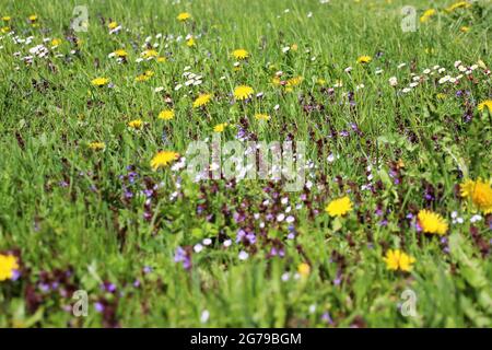 Bunte Frühlingswiese, Blumenwiese mit Gänseblümchen (Bellis perennis) und gemeinen Löwinsen (Taraxacum sect.Ruderalia, Deutschland, Bayern, Oberbayern, Werdenfels, Mittenwald Stockfoto