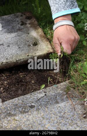 Frau macht Terrassenteller sauber, Unkrautentfernung, Jäten, Steinplatte, Deutschland, Bayern, Oberbayern, Stockfoto