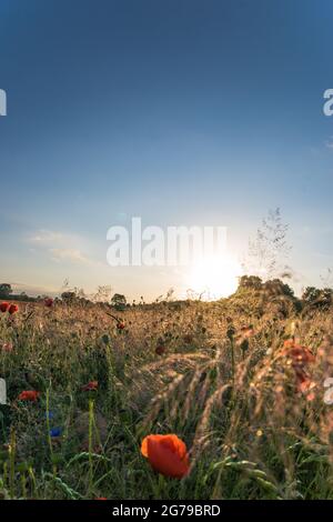 Sonnenuntergang über einem Mohnfeld, Wilblumenwiese, Wildblumen, Mohnblumen, Schönberg, Deutschland Stockfoto