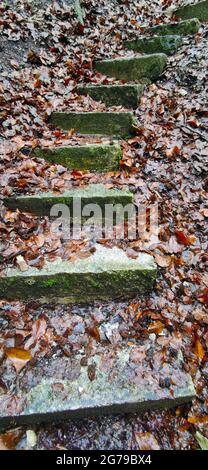 Steinstufen zwischen regengetränkten Herbstblättern Stockfoto