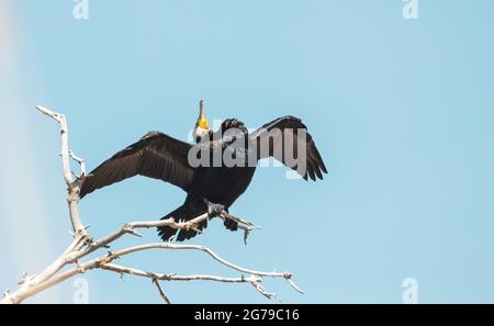 Kormoran flaudert Federn auf trockenem Holz Stockfoto