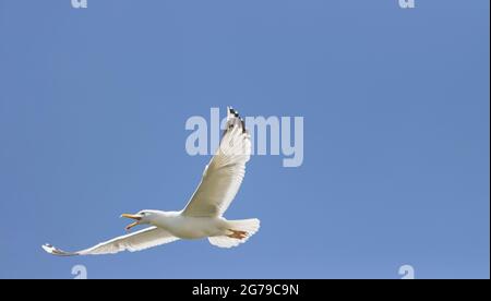 möwe fliegt schreiend über den Himmel Stockfoto