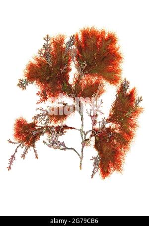 Asparagopsis armata Harvey 1855 Rotalge (Florideophyceae) Stockfoto