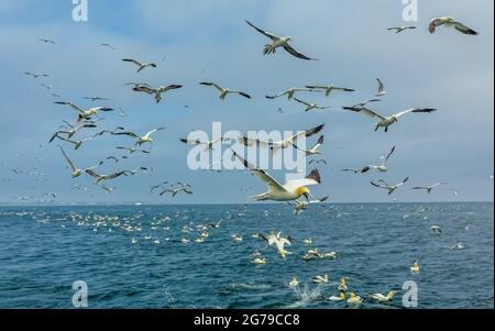 Tölpel, Wissenschaftlicher Name: Morus bassanus.riesige Anzahl von Tölpeln, die im Meer fliegen und sich ernähren, während sie vor den Klippen in Bempton, Bridlington nisten Stockfoto