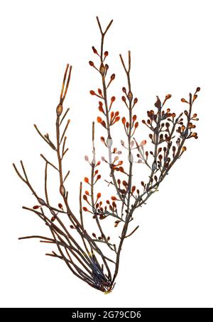 Ascophyllum nodosum (Linnäus) Le Jolis, Braunalge (Phaeophyceae) Stockfoto