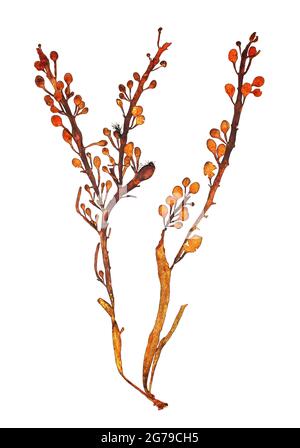 Ascophyllum nodosum (Linnäus) Le Jolis, Braunalge (Phaeophyceae) Stockfoto