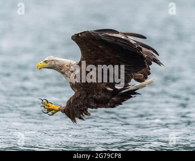 Seeadler mit weißem Schwanz, der Fische fängt Stockfoto