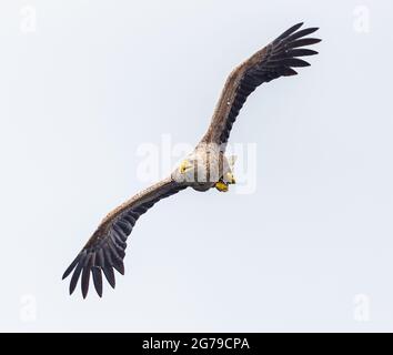 Seeadler mit weißem Schwanz, der Fische fängt Stockfoto