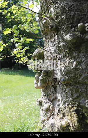 Die Rinde eines 1920 gepflanzten Liriodendron Tulipifera Baumes Stockfoto