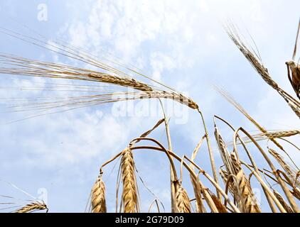 12. Juli 2021, Baden-Württemberg, Mössing: Gerste steht auf einem Feld bei Mössing vor blauem Himmel. Unter ihnen sind einige Pflanzen, die durch starken Regen niedergeschlagen wurden. Foto: Bernd Weißbrod/dpa Stockfoto