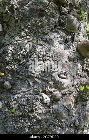 Die Rinde eines 1920 gepflanzten Liriodendron Tulipifera Baumes Stockfoto