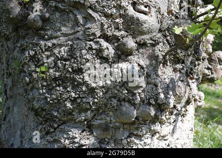 Die Rinde eines 1920 gepflanzten Liriodendron Tulipifera Baumes Stockfoto