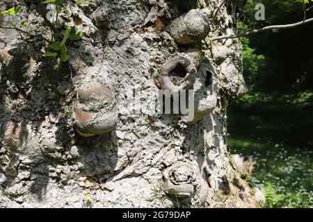 Die Rinde eines 1920 gepflanzten Liriodendron Tulipifera Baumes Stockfoto