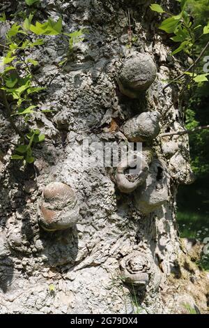 Die Rinde eines 1920 gepflanzten Liriodendron Tulipifera Baumes Stockfoto