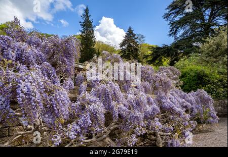 Überschwängliches Wachstum von Wisteria an einer erhöhten Grenze in den Gärten von Tyntesfield in Somerset UK Stockfoto