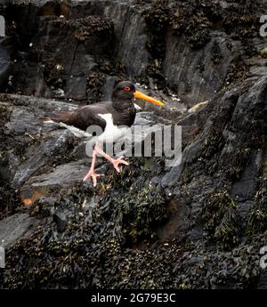 Austernfischer Haematopus ostralegus, der bei Ebbe Meeresklippen nach Nahrung an der Küste von Pembrokeshire South Wales UK umspült Stockfoto