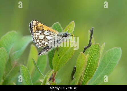 Karierter Skipper-Schmetterling Carterocephalus palaemon wartet auf die Sonne im Allt Mhuic Naturschutzgebiet am Loch Arkaig in der Nähe von Fort William Scotland Stockfoto