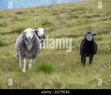 Herdwick ewe und ihre Lämmer auf Fleetwith Saddle im englischen Lake District Cumbria UK Stockfoto