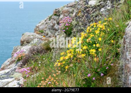 Niere Vetch Anthillis Vulneraria und Sea Pinks Armeria maritima wachsen auf Meeresklippen an der britischen Küste von Pembrokeshire Stockfoto