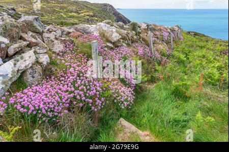 Sea Pinks Armeria maritima wächst entlang einer Wand auf dem Pembrokeshire Coast Path in Südwales, Großbritannien Stockfoto