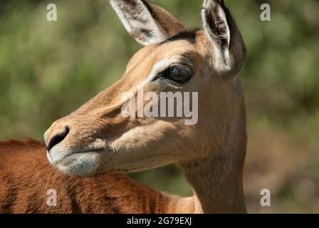 Nahaufnahme von Kopf und Gesicht des erwachsenen weiblichen Impala (Aepyceros melampus). In Der Nähe Des Skukuza Rest Camp, Krüger National Park, Provinz Mpumalanga, Südafrika. Stockfoto