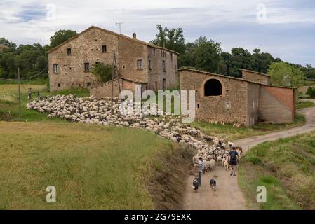 Ein Hirte und seine Schafherde während der Transhumanz zwischen Katalonien und den Pyrenäen (Lluçanès, Osona, Barcelona, Katalonien, Spanien) Stockfoto